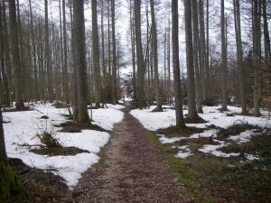 El camino a través del bosque con la niieve resultaba emocionante, pero debía irse con cuidado y no resbalar