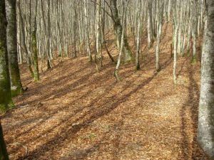 Durante un buen tramo el Camino transcurre por un bosque frondoso, pero con claridad suficiente para que entre la luz del Sol. Es espectacular