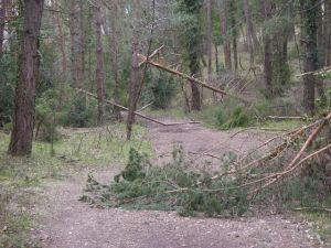 Monte del Erro. Debido a la nieve de este invierno muchos árboles se habían roto y atravesaban el Camino
