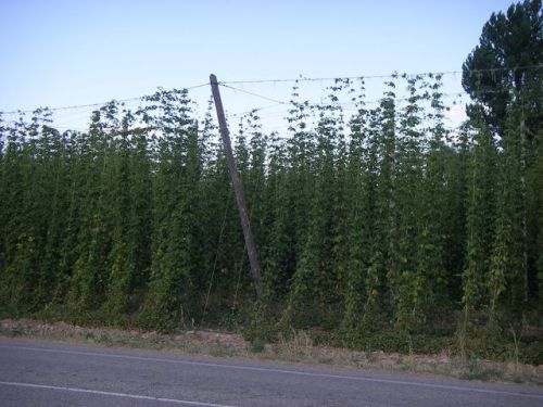 Camino a Santo Domingo de la Calzada 