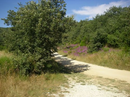 Camino de Belorado a San Juan de Ortega