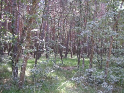 Camino de San Juan de Ortega a Agés