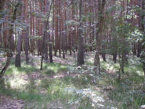 Camino de San Juan de Ortega a Agés