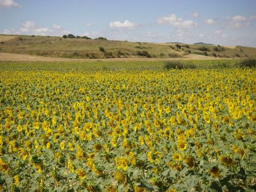 Camino de Hontanas a Fromista