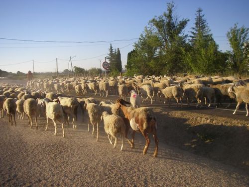 Camino de Fromista a Carrión de los Condes