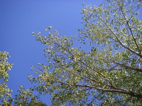 Camino de Terradillos de los Templarios a Burgo Ranero 