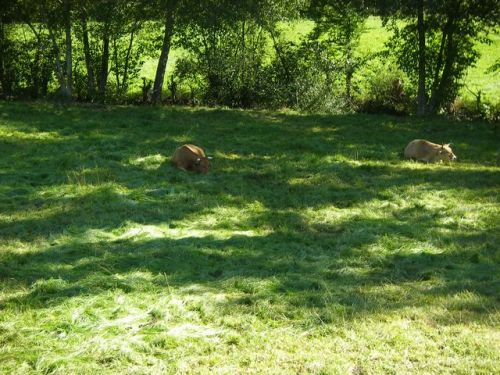De Villafrancai del Bierzo a O Cebreiro.