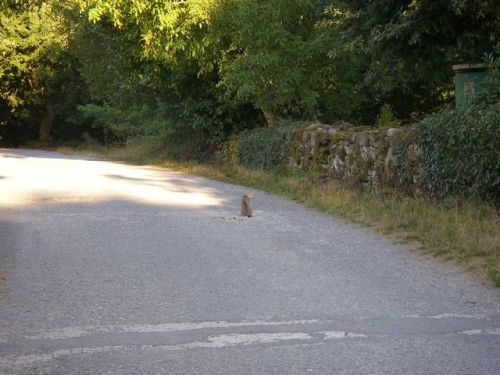 Ruta de Samos - Sarria - Ferreiros