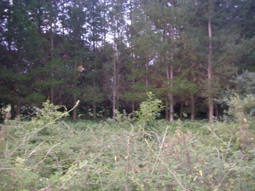 De Palas de Rey a Ribadiso