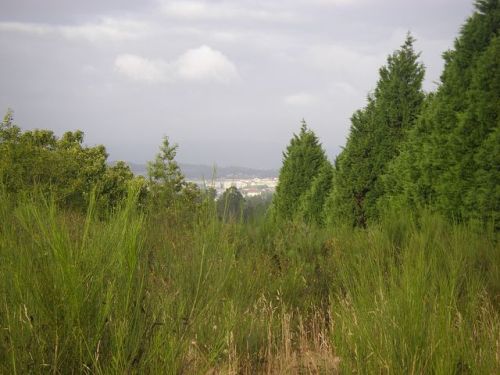 Etapa Ribadiso - Arca