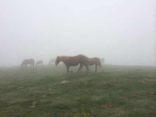 Sain-Jean-Pied-De-Port a Roncesvalles