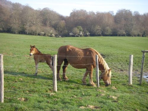 Etapa Roncesvalles a Zubiri