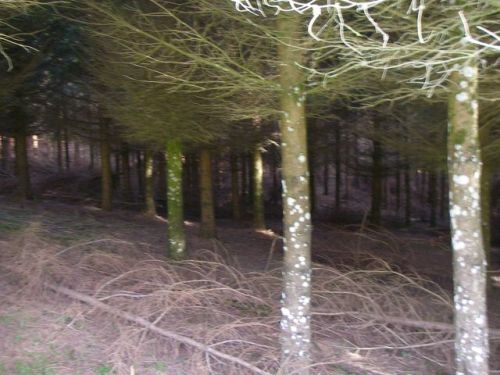 Etapa Roncesvalles a Zubiri