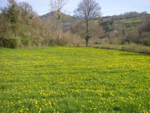 Etapa Roncesvalles a Zubiri