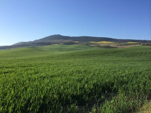 Camino a Puente de la Reina