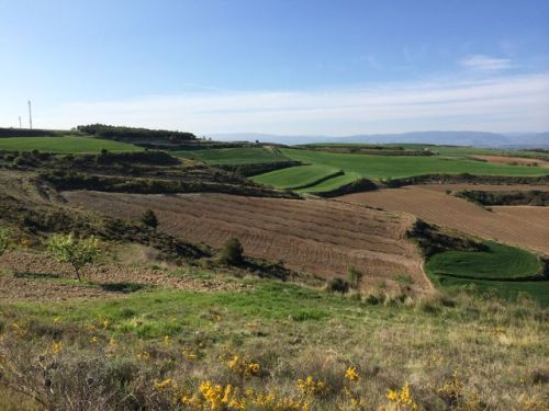Camino a Logroño