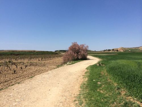 Camino a Logroño