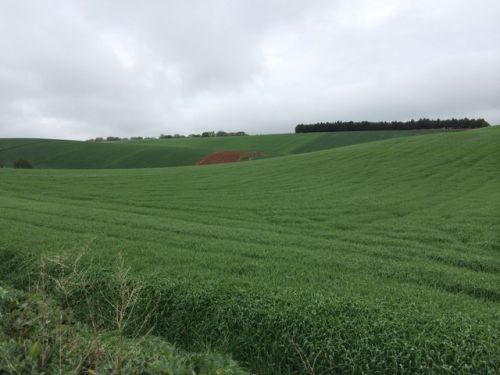 Camino a Santo Domingo de la Calzada.