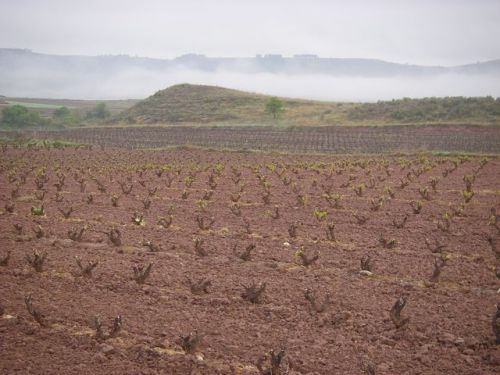 Camino a Santo Domingo de la Calzada.