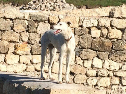 Camino de Burgos a Hontanas