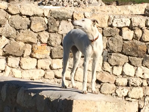 Camino de Burgos a Hontanas