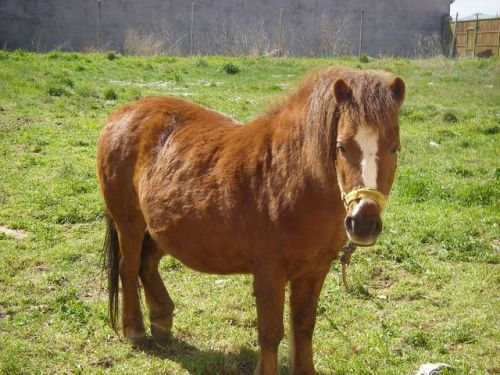 Camino Hontanas - Fromista