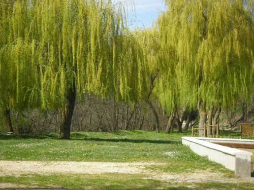 Carrióin de los Condes.