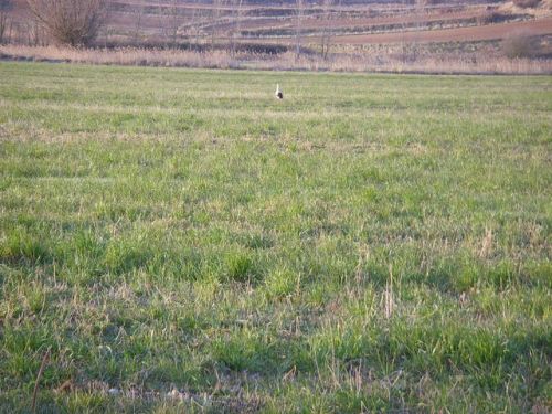 De Burgos a Hontanas