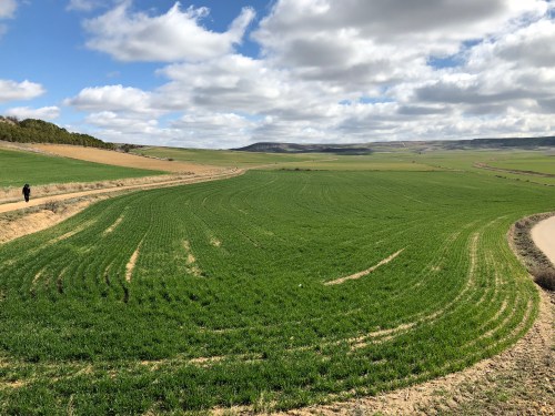 Hontanas a Fromista. Etapa 14