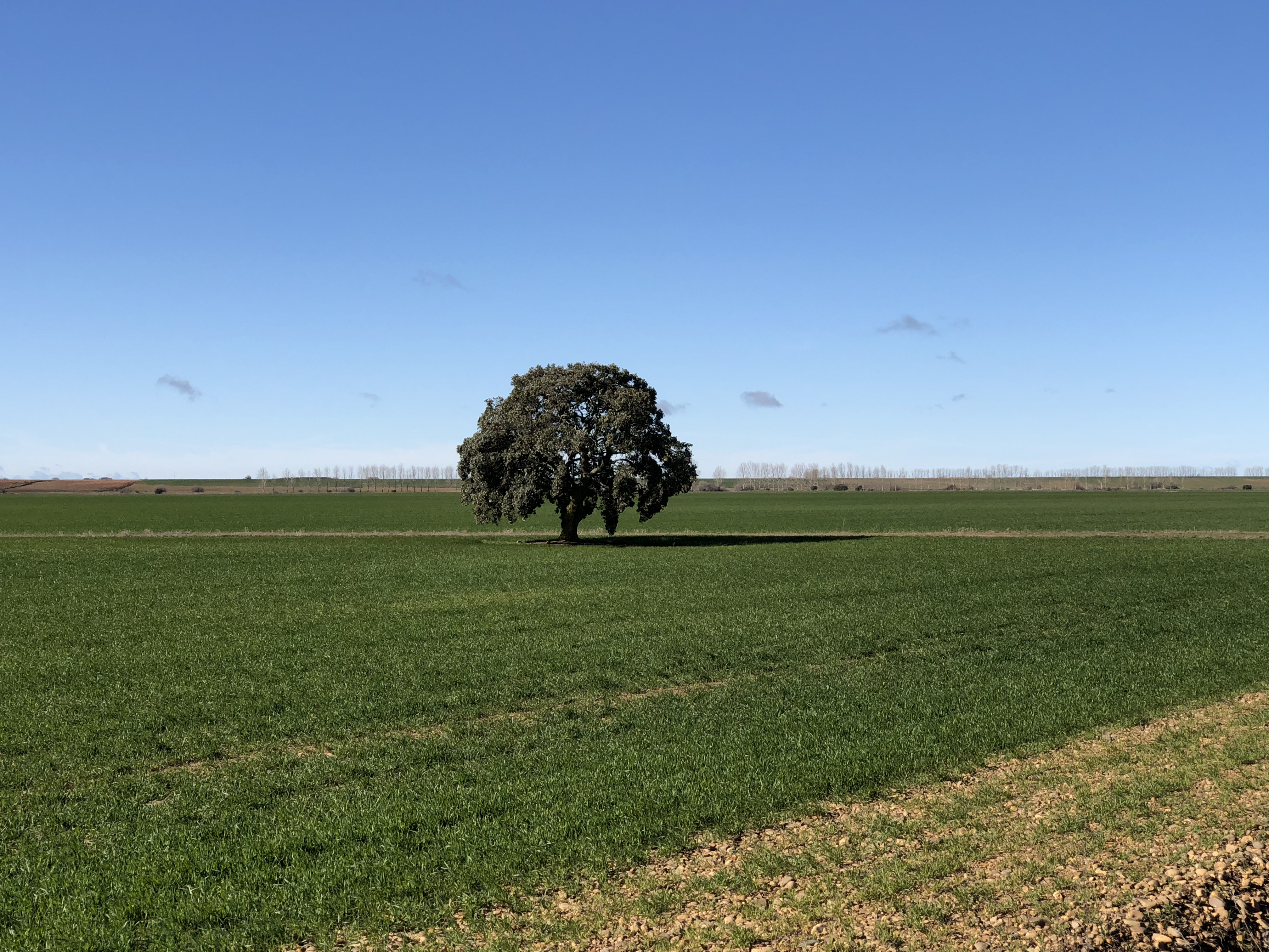 Carrión de los Condes - Sahagún