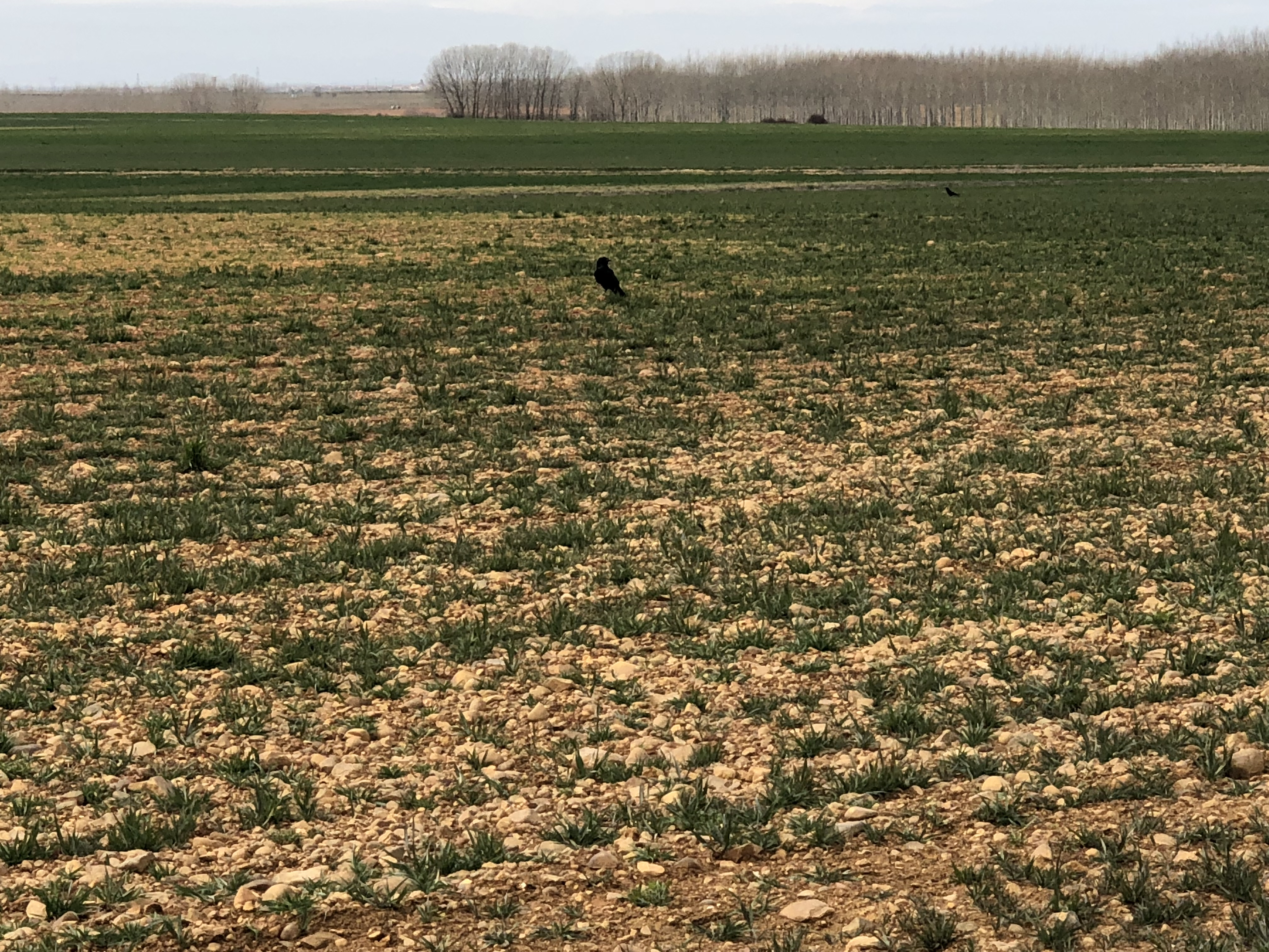 Camino a Mansilla de las Mulas