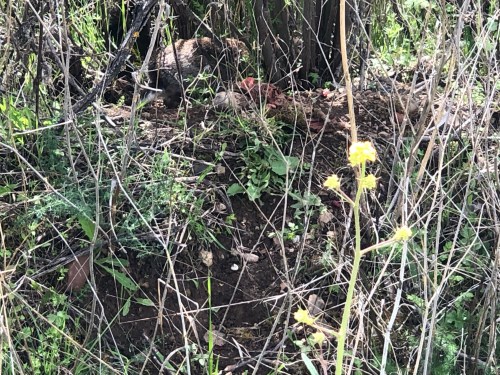 De Molinaseca a Villafranca del BIerzo